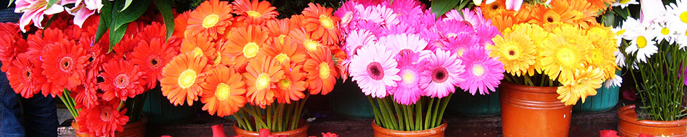 Caring for your fresh flowers