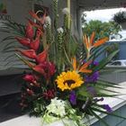 Sunrise Tropics From Stellar, your flower shop in Sylvania, OH